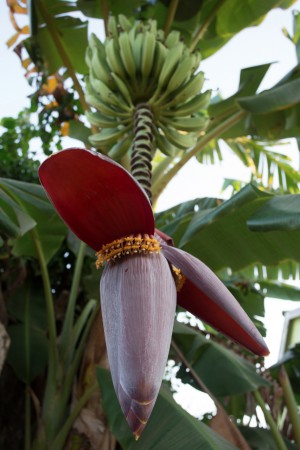 Bananträd i våran trädgård